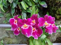 Singapur - Orchideengarten