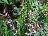 Singapur - Orchideengarten