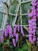 Singapur - Orchideengarten