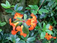 Singapur - Orchideengarten