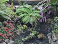 Singapur - Orchideengarten