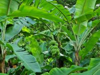 Singapur - Botanischer Garten