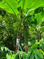 Singapur - Botanischer Garten
