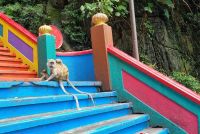 Kuala Lumpur - Batu Höhlen (Treppenaufgang gesäumt von Langschwanzmakaken-Affen)
