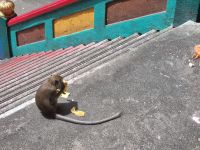 Kuala Lumpur - Batu Höhlen (Treppenaufgang gesäumt von Langschwanzmakaken-Affen)