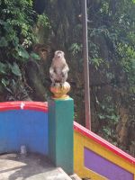 Kuala Lumpur - Batu Höhlen (Treppenaufgang gesäumt von Langschwanzmakaken-Affen)