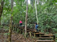 Taman Negara Resort - Wanderung zum Baumwipfelpfad (Canopy Walkway)