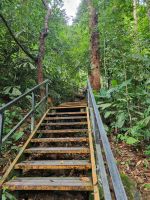 Taman Nagara - Wanderung zum Baumwipfelpfad (Canopy Walkway)