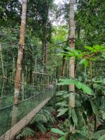 Taman Nagara - Baumwipfelpfad (Canopy Walkway)