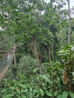 Taman Nagara - Baumwipfelpfad (Canopy Walkway)