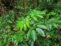 Taman Nagara - Wanderung zum Teresek Hill (Ginseng)