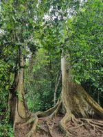 Taman Nagara - Wanderung zum Teresek Hill (Weichholzbaum)