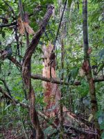 Taman Nagara - Wanderung zum Teresek Hill (Rotholz)