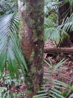 Taman Nagara - Wanderung zum Teresek Hill