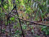 Taman Nagara - Wanderung zum Teresek Hill (Rattanholz)