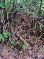 Taman Nagara - Wanderung zum Teresek Hill (Bambus)