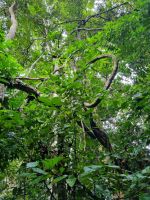 Taman Nagara - Wanderung zum Teresek Hill (Liane)