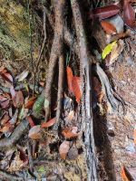Taman Negara - Wanderung zum Taman Nagara - Wanderung zum Teresek Hill (Ameisenstraße)