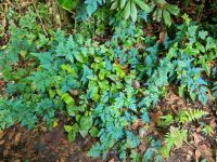 Taman Nagara - Wanderung zum Teresek Hill 