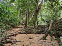 Taman Nagara - Wanderung Lata Berkoh
