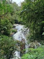 Wanderung in den Cameron Highlands (Robinsons Wasserfall)