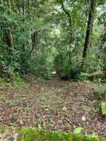 Wanderung in den Cameron Highlands 