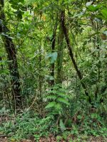 Wanderung in den Cameron Highlands 