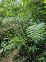 Wanderung in den Cameron Highlands 