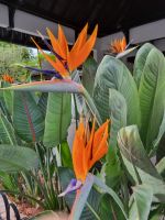 Cameron Highlands - Strawberry Park Resort-Hotel