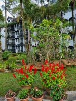 Cameron Highlands - Strawberry Park Resort-Hotel