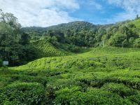 Cameron Highlands - BOH Teeplantage