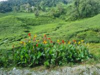 Cameron Highlands - BOH Teeplantage