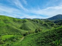 Cameron Highlands - BOH Teeplantage