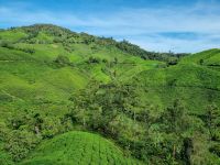 Cameron Highlands - BOH Teeplantage