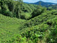 Cameron Highlands - BOH Teeplantage