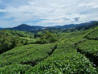 Cameron Highlands - BOH Teeplantage