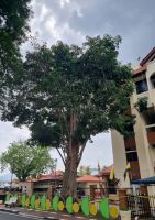 Kuala Kangsar - alter Kautschukbaum