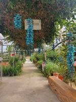 Cameron Highlands, Blumen im Butterfly Park