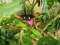 Cameron Highlands, Schmetterlinge im Butterfly Park