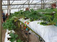 Cameron, Besuch einer Erdbeerfarm