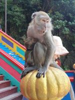 Kuala Lumpur, Affen bei den Batu Caves