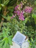 Singapur, Botanischer Garten 2