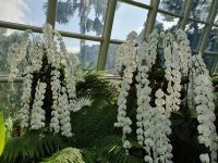 Singapur, Botanischer Garten 4