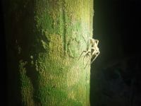 Taman Negara, nächtliche Dschungelwanderung, Spinne bei Nacht