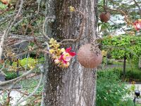 Kanonenkugelbaum, Singapur