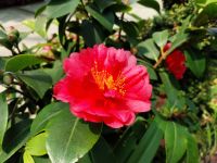 Blumen im Flower Dome, Singapur