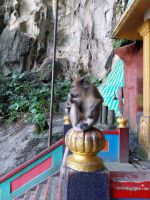 Affe - Batu Caves, Kuala Lumpur, Malaysia
