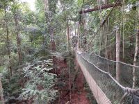 Canopy Walk, Taman Negara Nationalpark, Malaysia