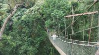 Canopy Walk, Taman Negara Nationalpark, Malaysia