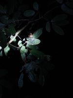 Insekten bei der Nachtwanderung, Taman Negara Nationalpark, Malaysia